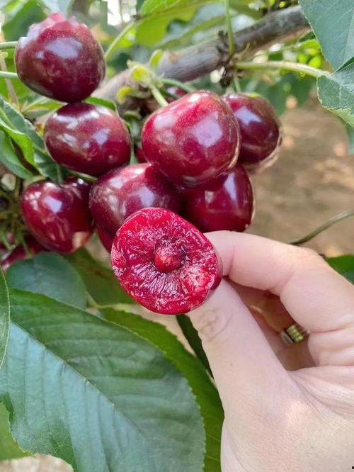 吃瓜网红事件樱桃是真的吗,真相揭秘，是真是假？  第3张